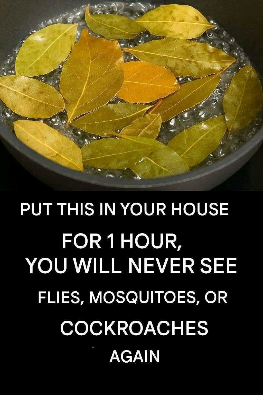 Say Goodbye to Flies, Mosquitoes 1762747875987