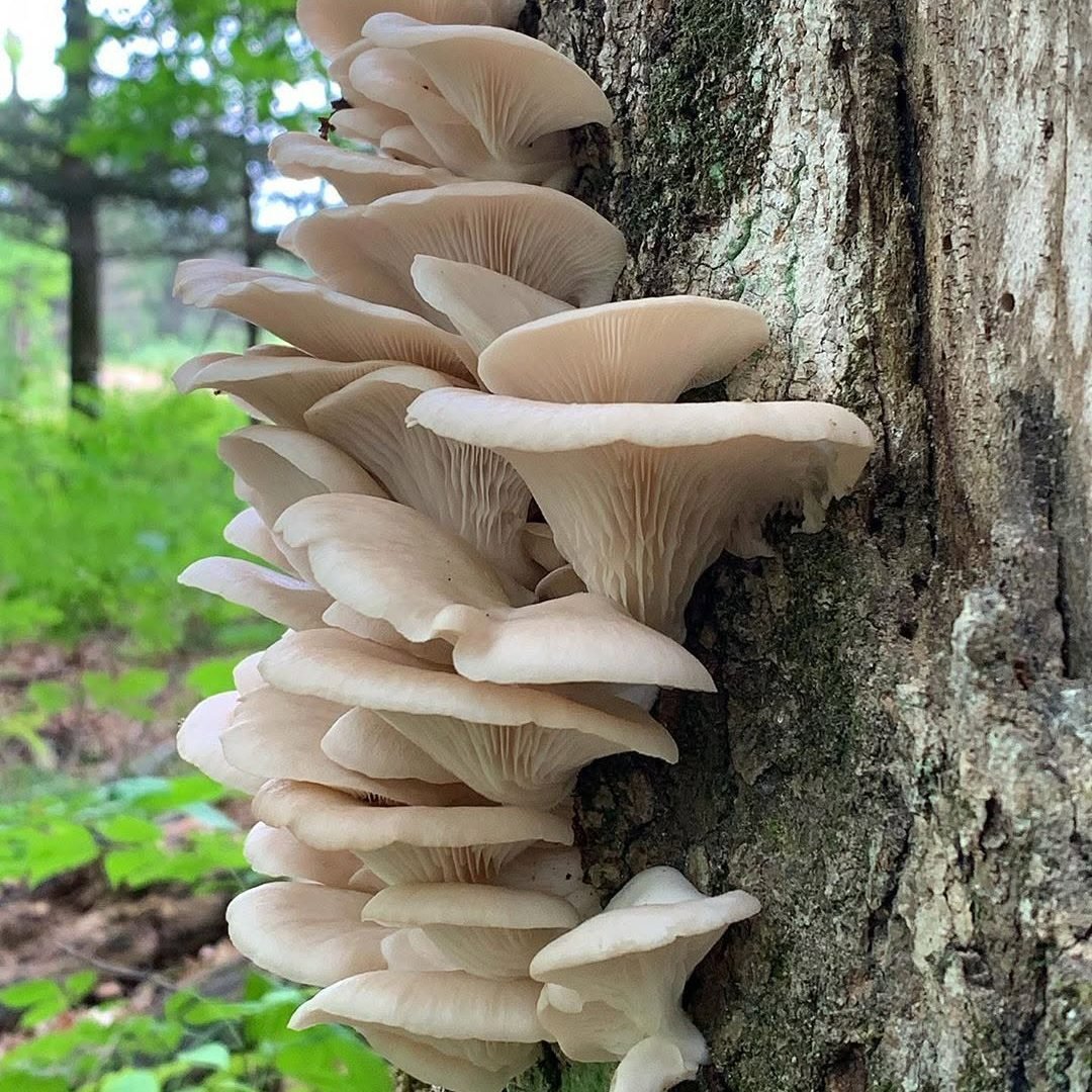 Have You Ever Seen Oyster Mushrooms Growing in the Wild? Here’s What Makes Them So Fascinating 825266671_1130025052926429_4436837227793529299_n