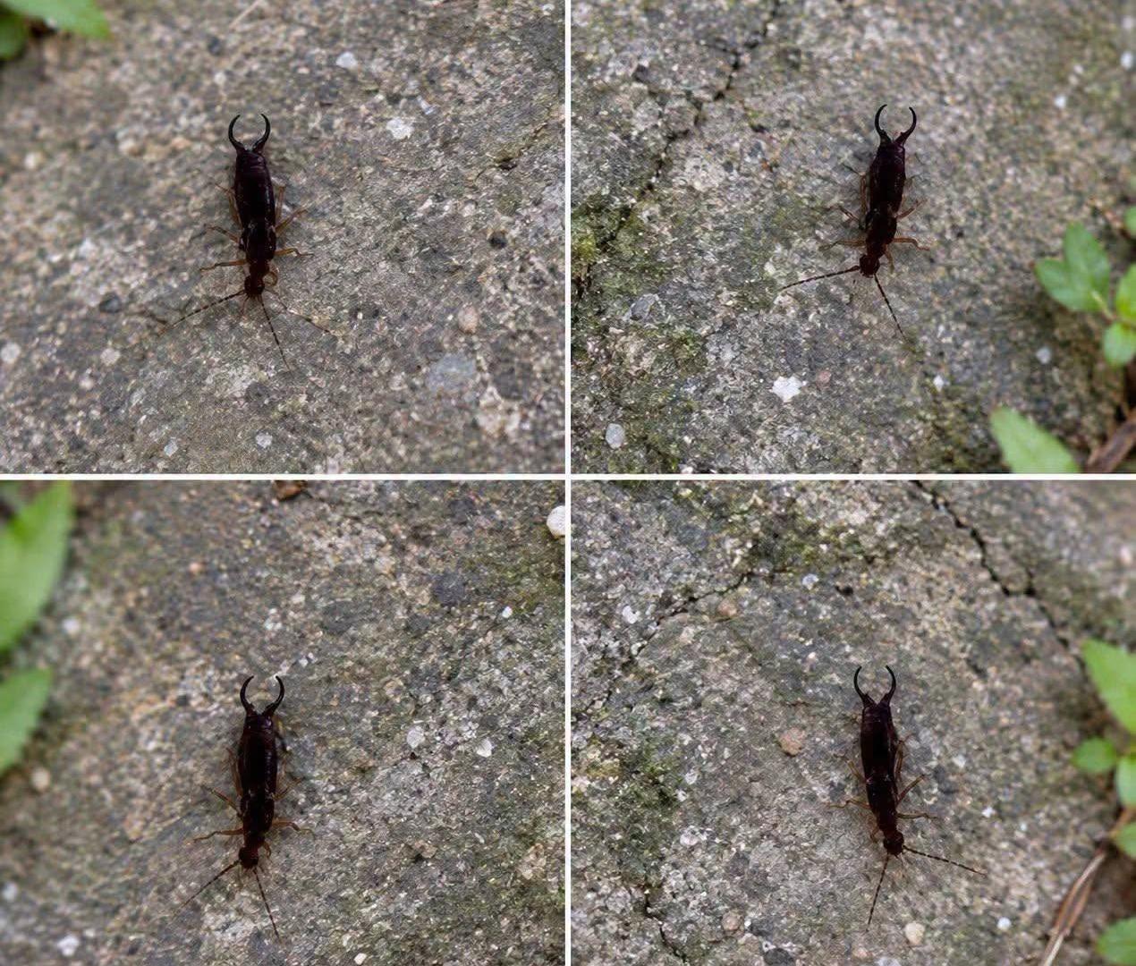 Warning! If You’ve Spotted This Insect in Your Home, It’s a Sign You Need to… Look for Moisture 829781234_868781482891617_9148215719246476350_n